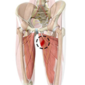 Hip Adductor Injuries