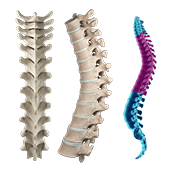 Thoracic Spine Anatomy